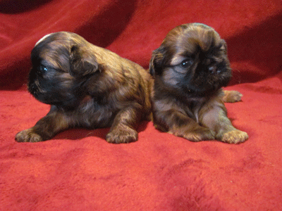 Bella CJ Puppies