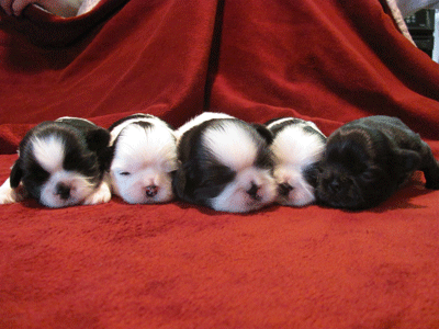 BG Tori Puppies