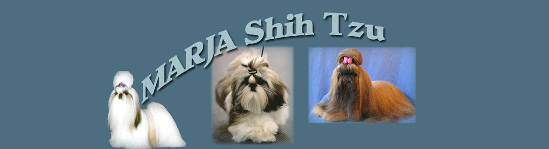MARJA Shih Tzu